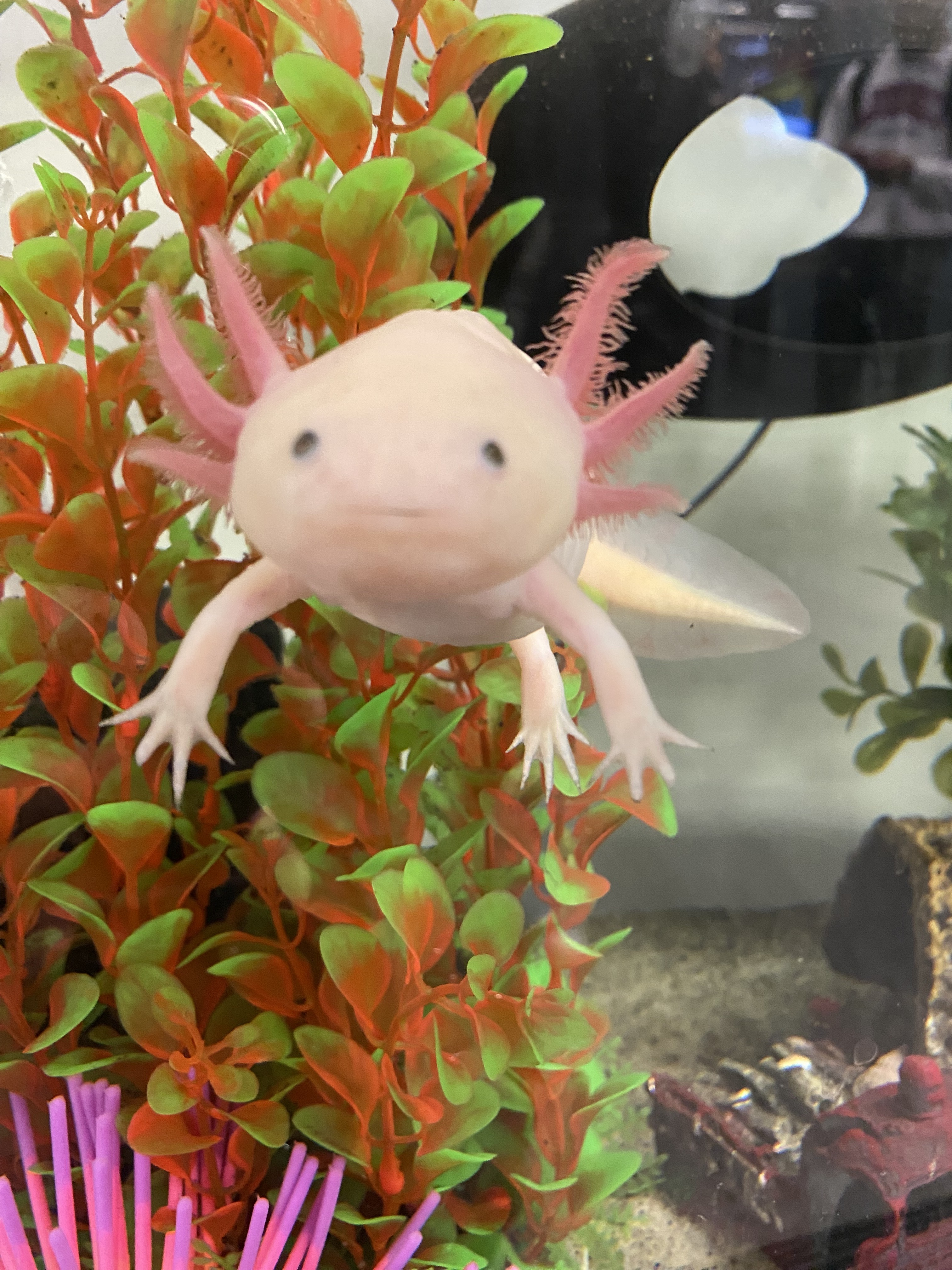 axolotl